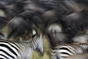 Images Dated 14th November 2005: Wildebeest, Connochaetes taurinus, and Burchells Zebras, Equus burchellii, in motion
