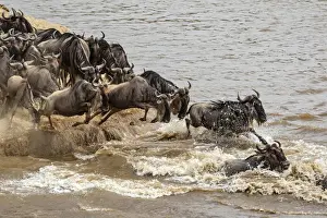 Wildebeest or gnu herd crossing Mara River in late summer, Masai Mara, Kenya, Africa