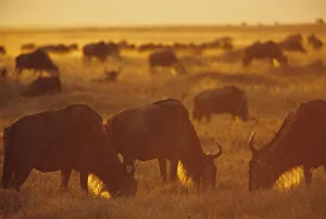 Beast Prints: Wildebeest grazing at sunset, Msai Mara, Kenya