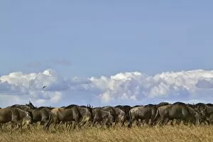 Wildebeest herd, Connochaetes taurinus, Masai Mara, Kenya