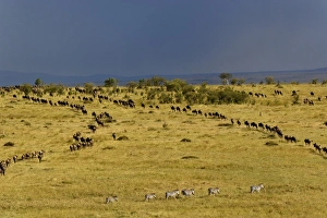 Images Dated 28th August 2008: Wildebeest migration, Connochaetes taurinus, Masai Mara Game Reserve, Kenya