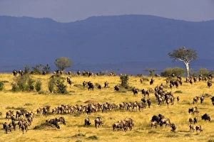 Images Dated 28th August 2008: Wildebeest migration, Connochaetes taurinus, Masai Mara Game Reserve, Kenya