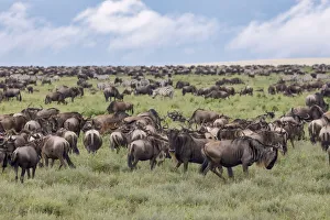 Images Dated 30th August 2020: Wildebeest migration, Serengeti National Park, Tanzania, Africa