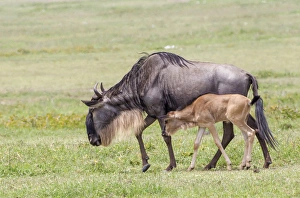 Mammals Prints: Wildebeest mother and newborn calf slowly walk, profile view, side by side, Ngorongoro