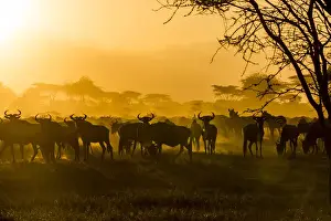 Ungulates Prints: Wildebeests (Connochaetes taurinus) and zebras (Equus quagga) are silhouetted against