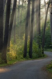 Roadway Prints: Wilderness drive Itasca state park