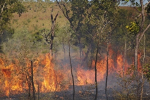 Alight Prints: Wildfire, Victoria Highway, near Victoria River