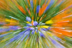 Wildflower abstract, Tehachapi Mountains, Angeles National Forest, California USA