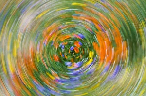 Spin Prints: Wildflower abstract, Tehachapi Mountains, Angeles National Forest, California USA