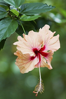 Caribbean Gallery: Tobago