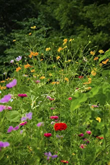 Wildflower butterfly garden, Whitewater Memorial State Park, Indiana, USA
