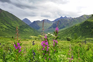 Images Dated 6th August 2014: Wildflower front and center in this Alaskan valley, mountain landscape