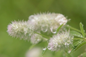 Minnesota Prints: Wildflower, Flower, Minnesota