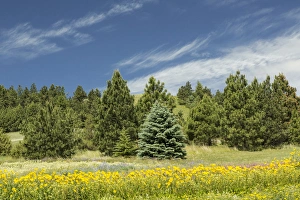 Images Dated 9th June 2014: Wildflower Garden, Palouse region of eastern Washington