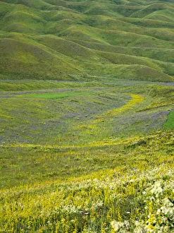 Wildflower meadow near the mountain road from Kazarman to mountain pass Urum Basch