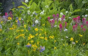 Images Dated 9th August 2009: Wildflower meadows at Paradise in Mount Rainier National Park in Washington
