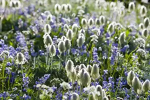 Wildflower meadows at Paradise in Mount Rainier National Park in Washington