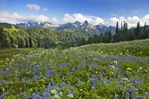 Wildflower meadows at Paradise with Tatoosh Range in background in Mount Rainier