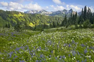 Wildflower meadows at Paradise with Tatoosh Range in background in Mount Rainier