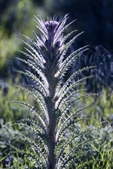 Prickly Prints: Wildflower in Yellowstone NP