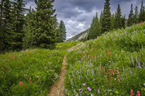Images Dated 27th August 2011: Wildflowers in the Albion basin, Uinta Wasatch Cache Mountains, Utah