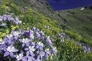 Wildflowers in alpine meadow, Blue Columbine, Colorado Columbine, Aquilegia coerulea
