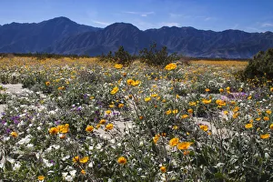 Images Dated 20th June 2019: Wildflowers, Anza Borrego Desert State Park, California