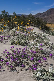Cactus Prints: Wildflowers, Anza Borrego Desert State Park, California