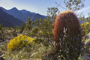 Images Dated 18th March 2019: Wildflowers, Anza Borrego Desert State Park, California