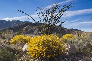 Images Dated 20th March 2019: Wildflowers, Anza Borrego Desert State Park, California