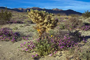 Images Dated 20th March 2019: Wildflowers, Anza Borrego Desert State Park, California