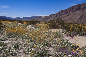 Images Dated 18th March 2019: Wildflowers, Anza Borrego Desert State Park, California