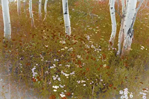 Gold Color Prints: Wildflowers in an Aspen grove