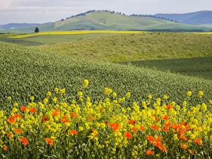 Canola Prints: Wildflowers blooming in the Palouse Country of Eastern Washington
