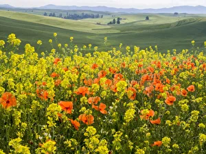Images Dated 16th March 2021: Wildflowers blooming in the Palouse Country of Eastern Washington