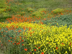 Images Dated 16th March 2021: Wildflowers blooming in the Palouse Country of Eastern Washington