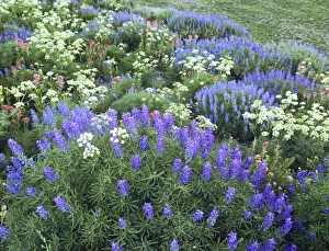 Wasatch Prints: Wildflowers, Blue-Pod Lupine, Lupinus Polphyllus