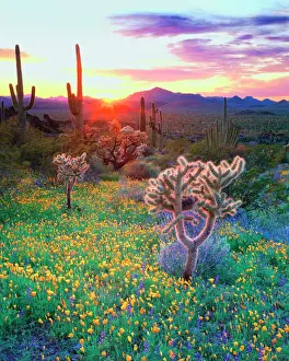 Cactus Prints: Wildflowers and cacti at sunset in Organ Pipe Cactus National Park, AZ