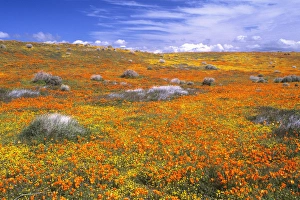 Images Dated 16th May 2012: Wildflowers at the California Poppy Reserve near Lancaster, California