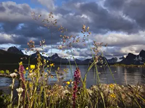 Images Dated 15th August 2011: Wildflowers in the Canadian Rockies, Jasper National Park, Alberta, Canada