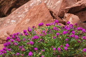 Chasm Prints: Wildflowers, Canyon de Chelly National Monument, Arizona USA