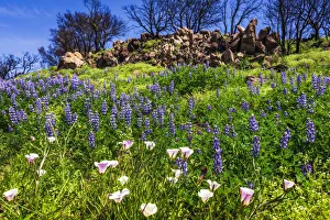 Wildflowers at Charmlee Wilderness Park in the Santa Monica Mountains, Malibu, California