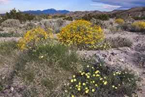 Discovery Prints: Wildflowers, Coachella Valley, California