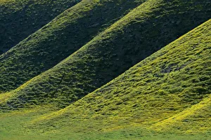 Betty Sederquist Prints: Wildflowers coat the hillsides of the California Coast Range in colorful yellow blossoms