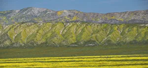 Betty Sederquist Prints: Wildflowers cover plains and hillsides of Carrizo Plains National Monument