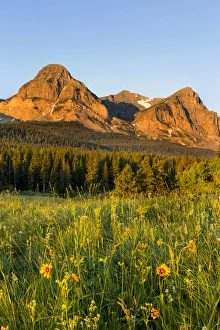 Images Dated 13th July 2014: Wildflowers in the Cut Bank Valley of Glacier National Park, Montana, USA