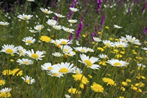 Washington Prints: Wildflowers; Daisies; Hollyhock
