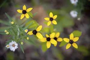 Images Dated 6th September 2021: Wildflowers, France Park, Indiana, USA