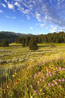 Gallatin National Forest Prints: Wildflowers and the Gallatin Mountain Range above Spanish Creek in the Gallatin National