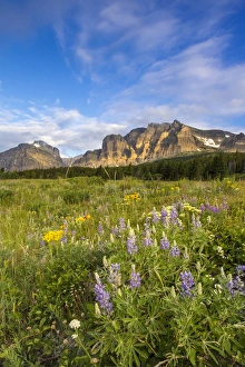 Images Dated 11th July 2014: Wildflowers in the Many Glacier Valley of Glacier National Park, Montana, USA